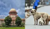 बेंगलुरु में तेंदुए नहीं — अब कुत्तों की स्टडी