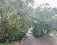 भारी बारिश और तूफानी हवाओं से पेड़ उखड़ गए, बिजली आपूर्ति बाधित