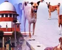 आवारा कुत्तों पर अधिकतर राज्य गंभीर नहीं