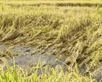 प्रचंड बारिश ने लगाया आर्थिक झटका — 12 जिलों में धान-कपास की फसल तबाह