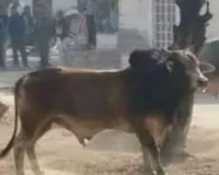 मैनपुरी में सांड के हमले से मचा हड़कंप, एक की मौत, एक गंभीर घायल