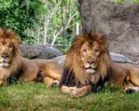 नेहरू प्राणी उद्यान को लगातार छठी बार मिला आईएसओ 9001:2015 प्रमाणन