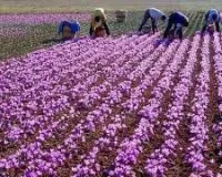 पंपोर में केसर का उत्पादन 90 फीसद घटा