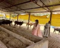 गोशालाओं का एक सप्ताह में अनिवार्य निरीक्षण