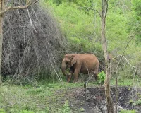 हाथी के हमले में दो लोगों की मौत