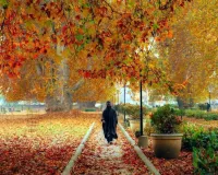 जमीन पर बिछे चिनार के पत्ते लोगों को मंत्रमुग्ध कर रहे