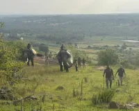 मैसूरु बाघ हमला: तीन मौतों में शामिल बाघ को सरगुर तालुका में पकड़ा गया