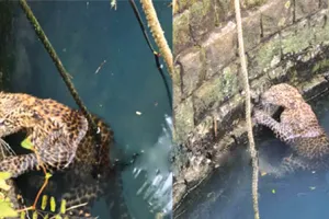 कुएं से तेंदुए के बच्चे को बचाया गया