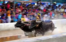 सरकार ने कंबाला को ग्रामीण खेल के रूप में आधिकारिक राज्य मान्यता प्रदान की