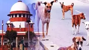 आवारा कुत्तों पर अधिकतर राज्य गंभीर नहीं