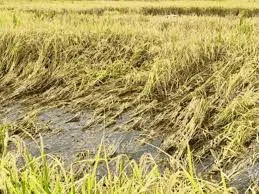 प्रचंड बारिश ने लगाया आर्थिक झटका — 12 जिलों में धान-कपास की फसल तबाह