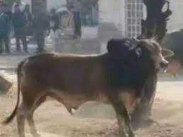 मैनपुरी में सांड के हमले से मचा हड़कंप, एक की मौत, एक गंभीर घायल