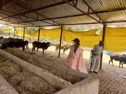 गोशालाओं का एक सप्ताह में अनिवार्य निरीक्षण