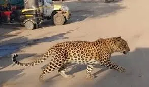 नागपुर में तेंदुए के हमले से सात लोग घायल, वन विभाग ने तुरंत कार्रवाई कर पकड़ा